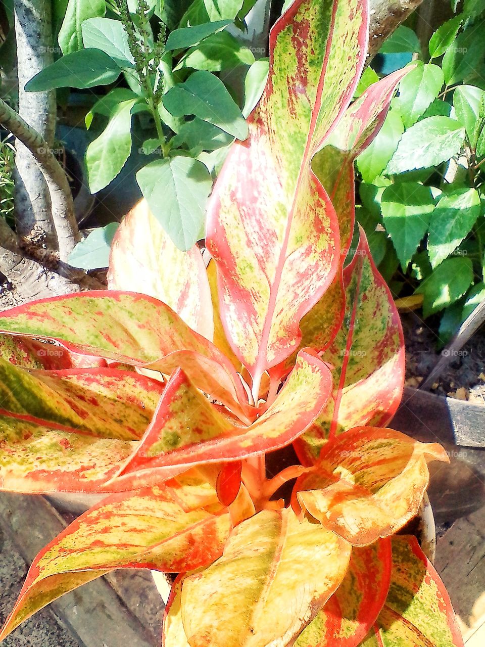 The leaf is colorful