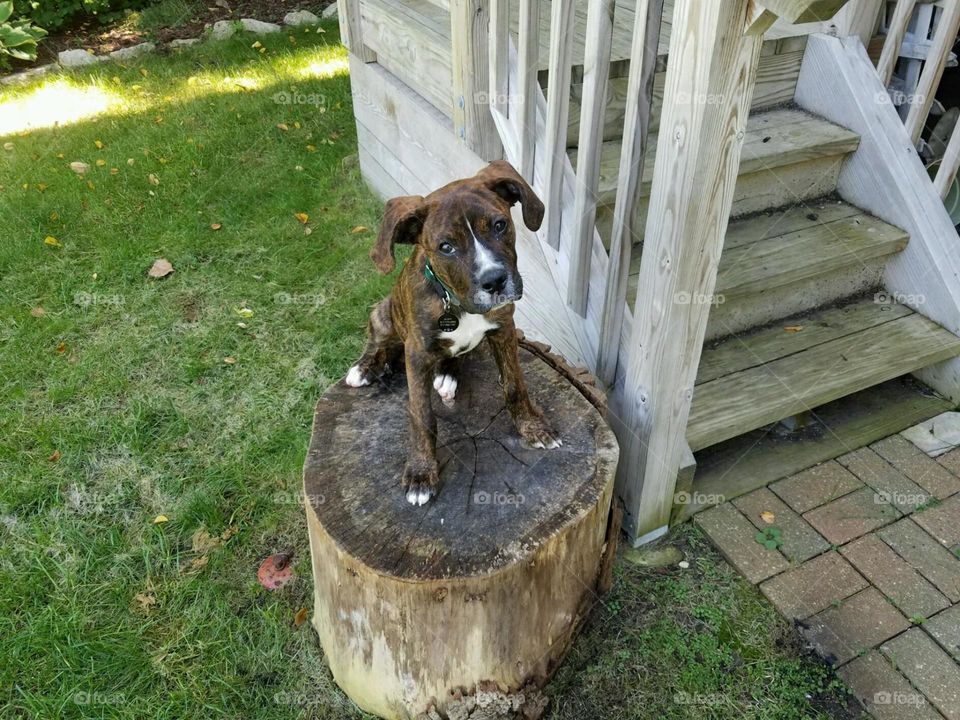 cute puppy posing on a tree stump