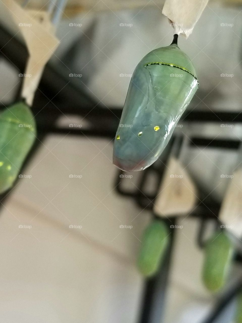 Chrysalis Transformation