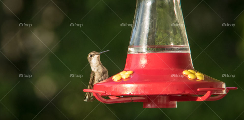 Hummingbirds