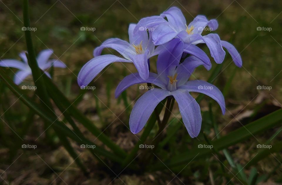 Hello spring 💜 The first spring flowers in the forest💜