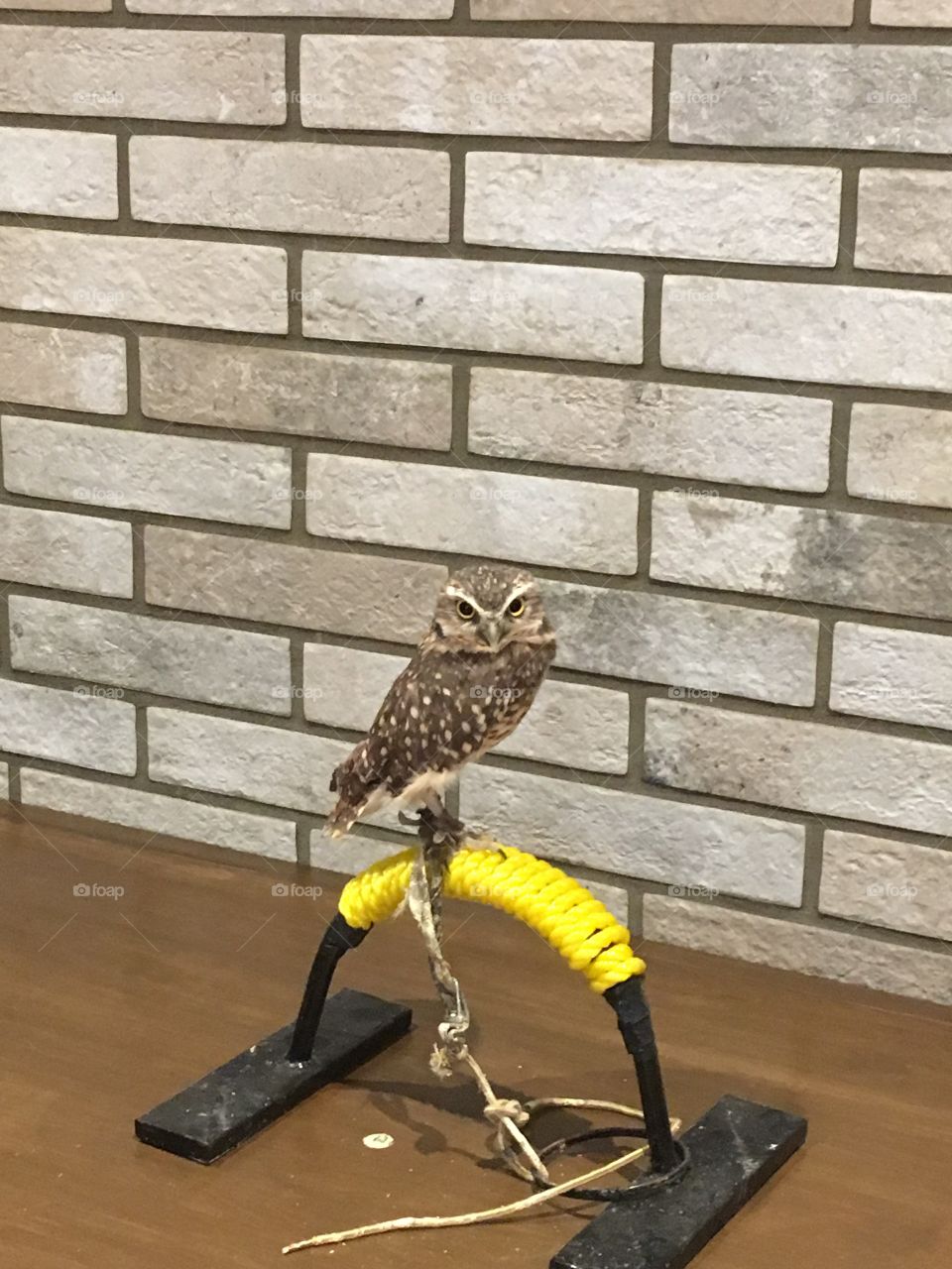 Burrowing owl 