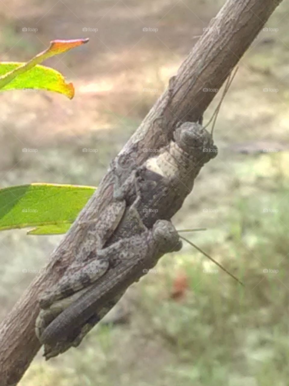 This tidda is learning to hunt on your child by picking up your child.