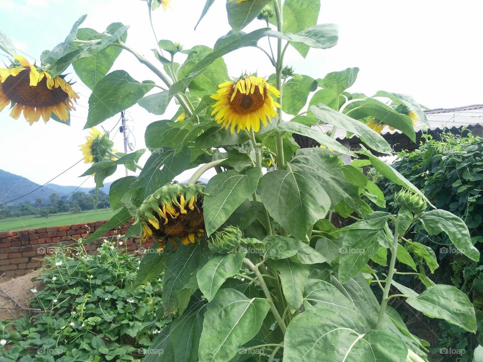 a beautiful sunflower in the garden.