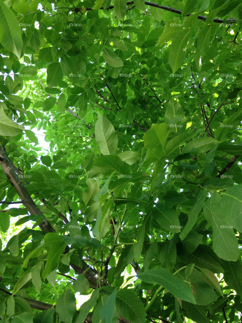 green three plovdiv by TheShaman