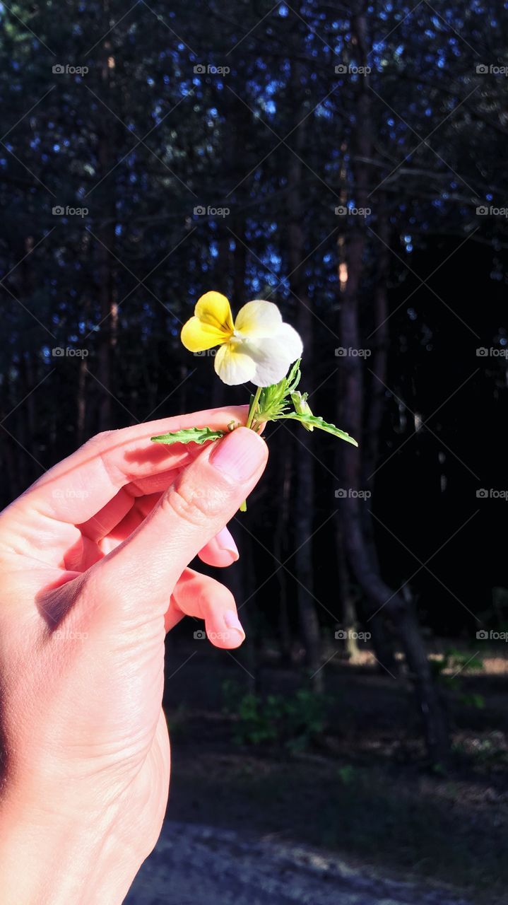 Nature, Flower, Outdoors, Summer, Leaf