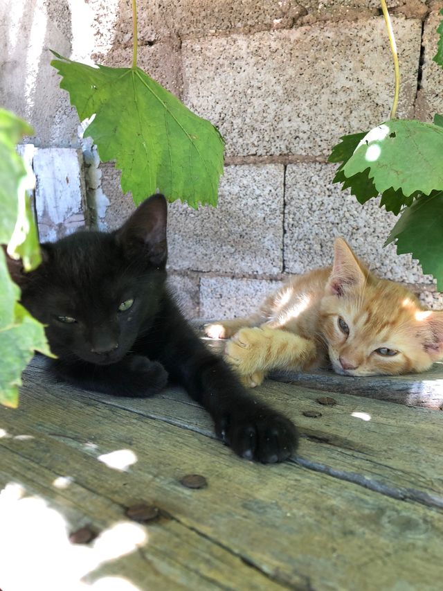 Kittens 