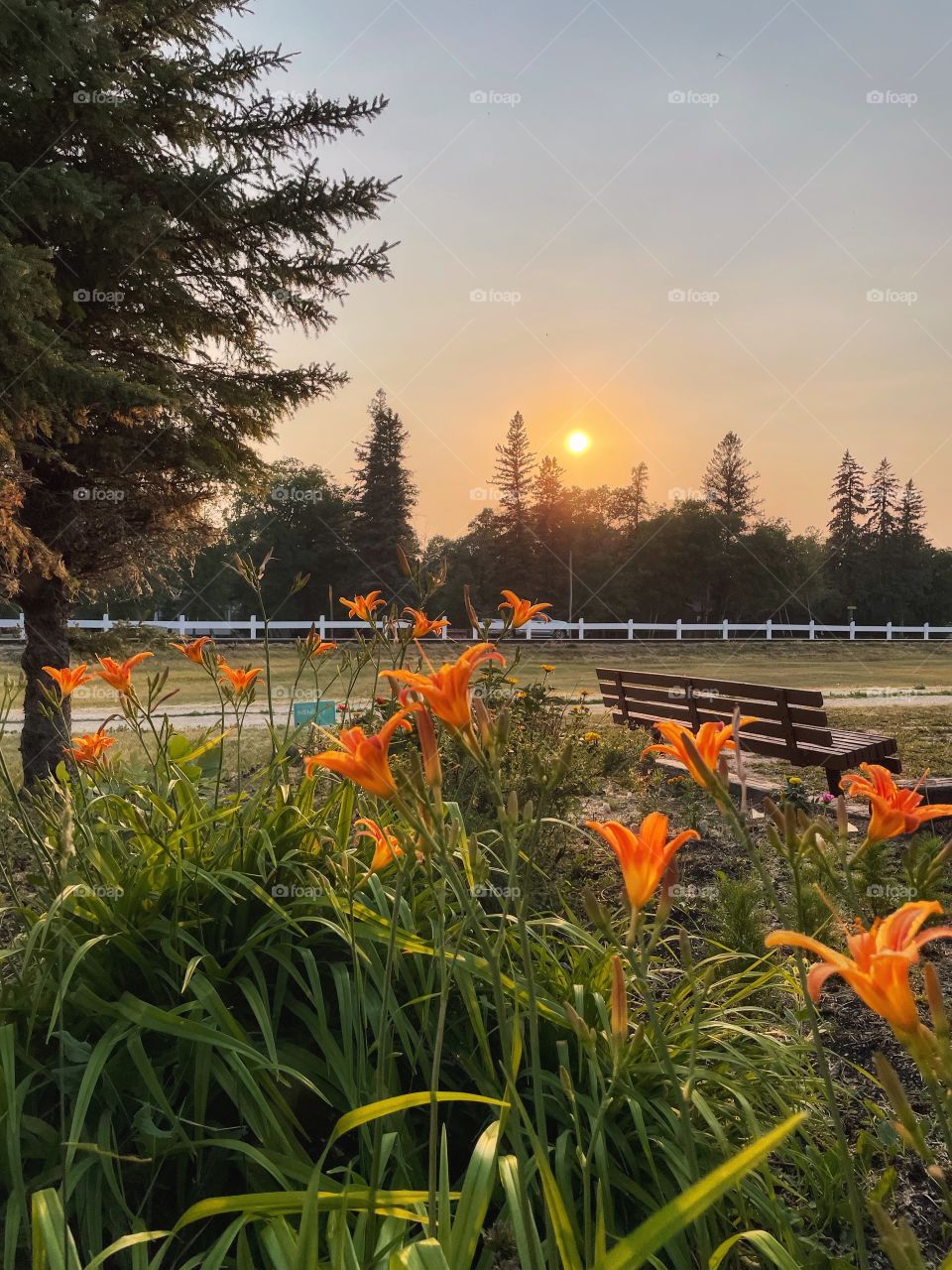 Tiger lilies and the sunset