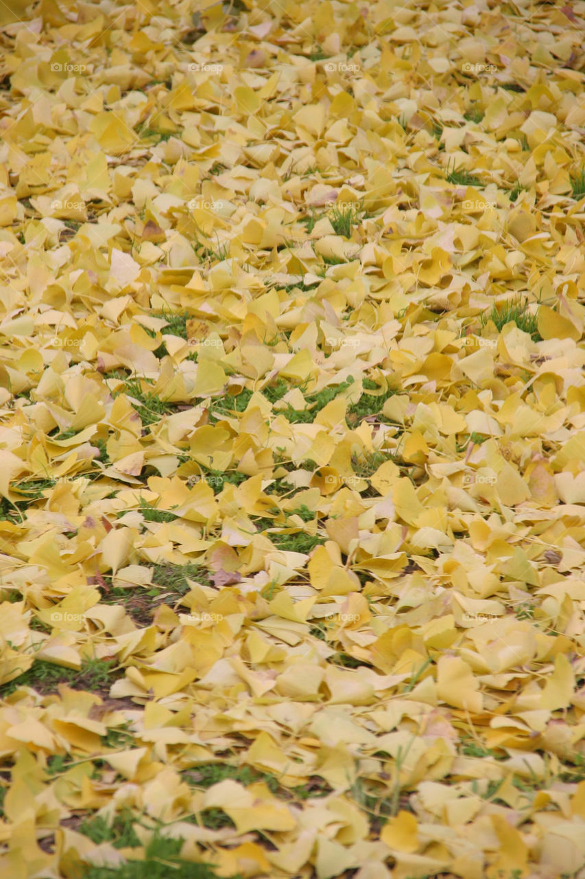 yellow background grass leaves by kshapley