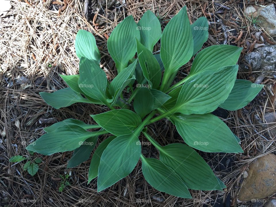 Hostas