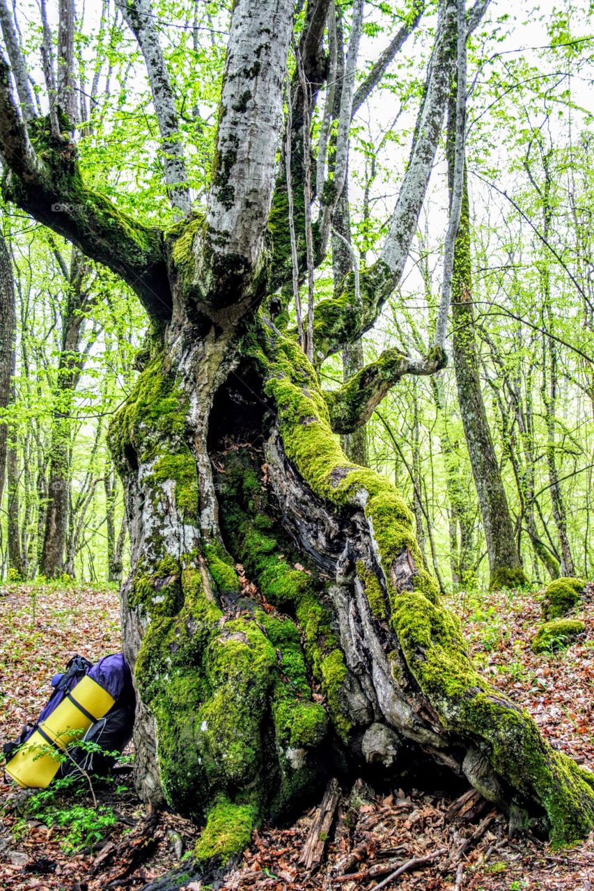 tourist backpack near a big tree