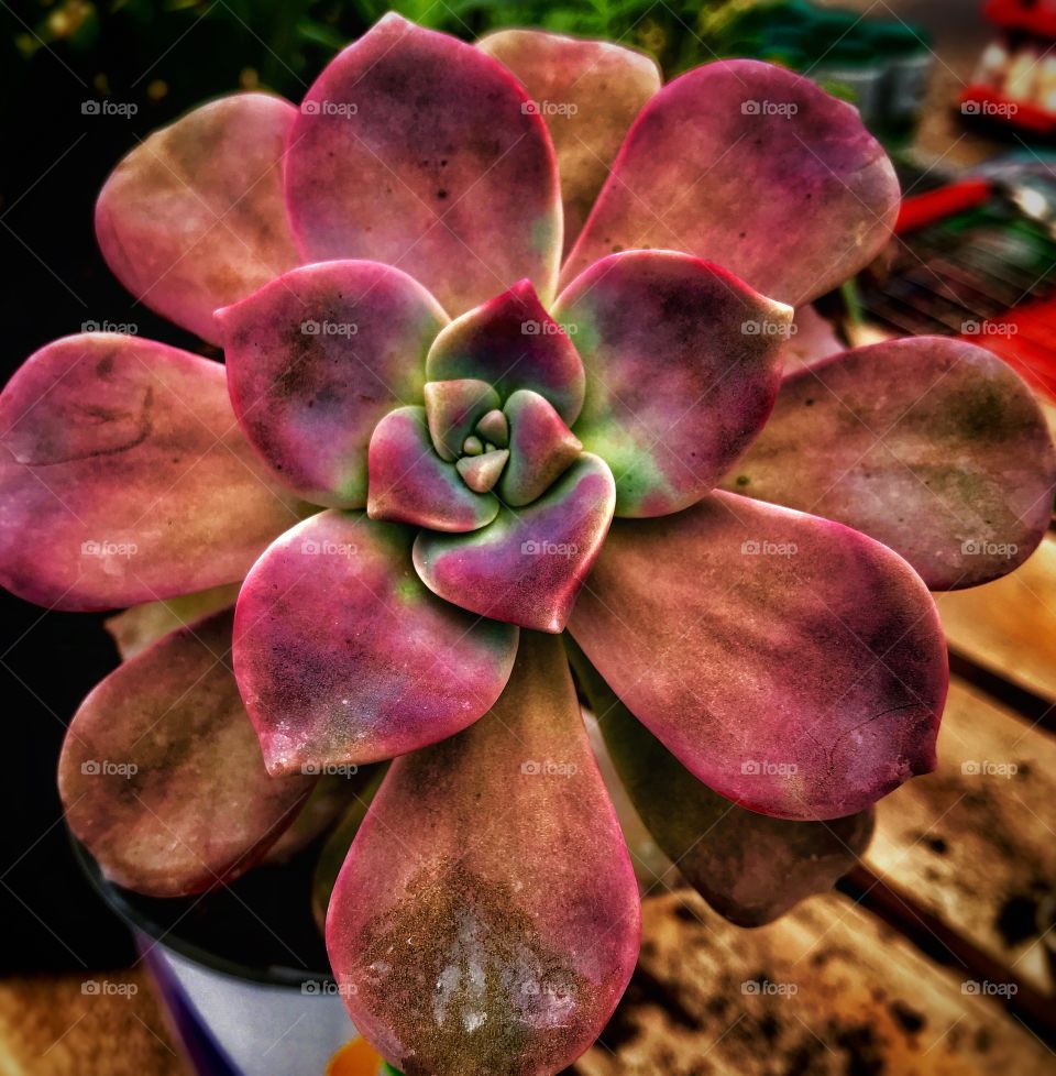 Closeup up photo of a succulent—taken in Ludington, Michigan 