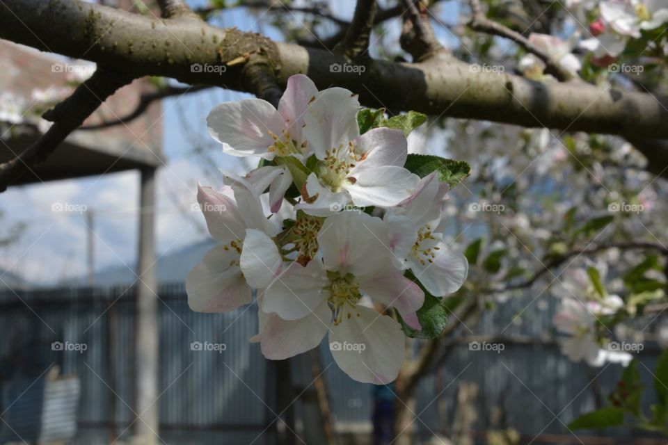 flowers