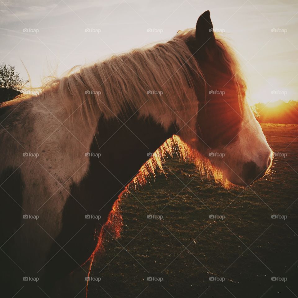 Beautiful horse at dusk