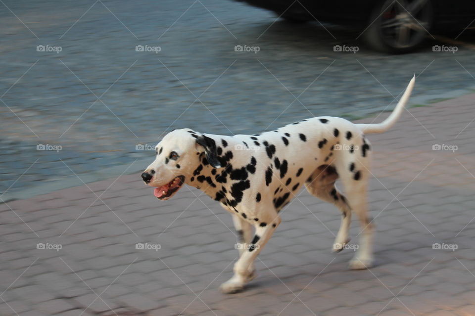 Funny dog. Animal. Zoo