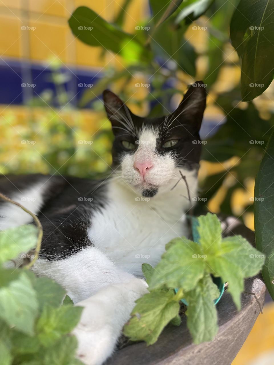 Cat in a vase