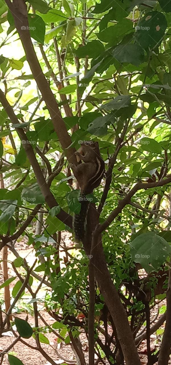 squirrel 🐿️ eating food