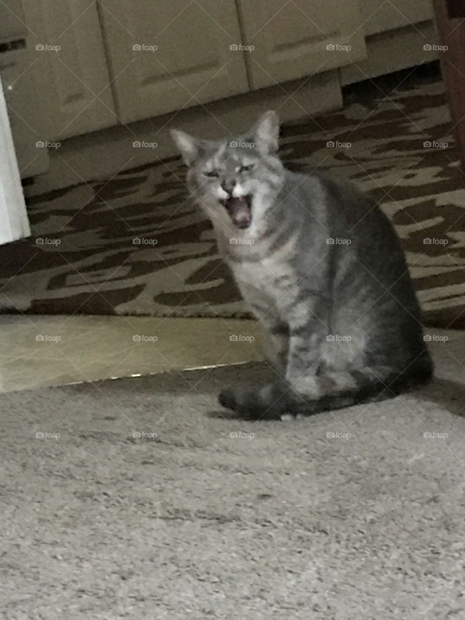 A yawning cat 