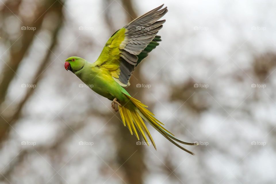 Flying Parrot