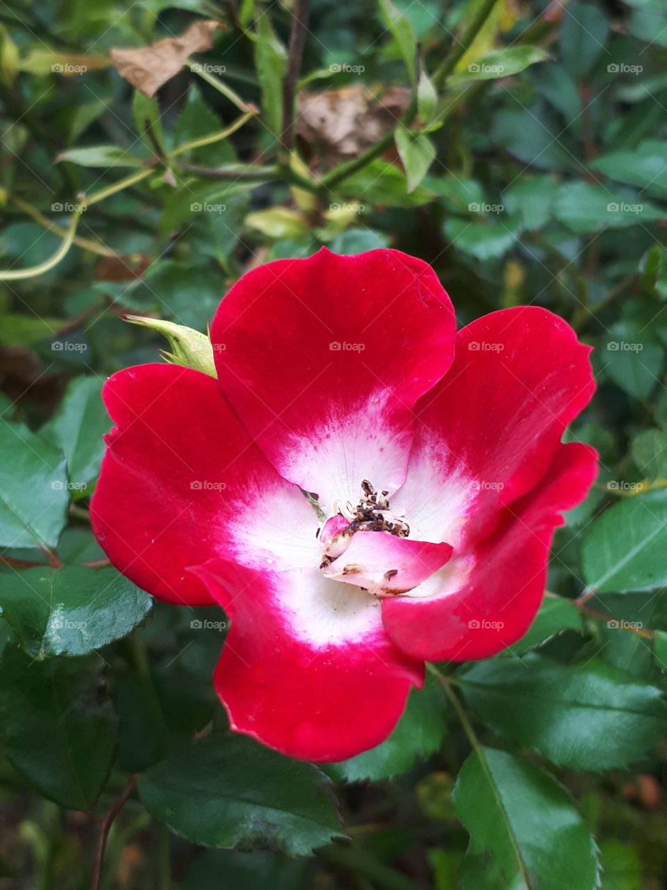 Flower, Nature, Leaf, No Person, Garden