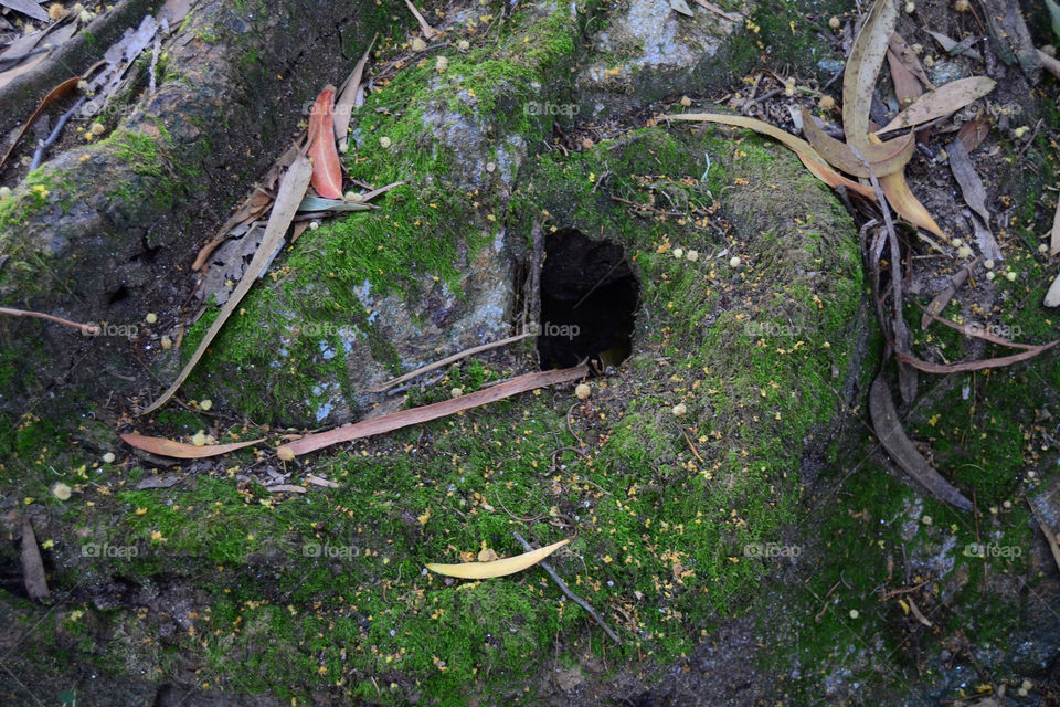 Hole in the roots of a tree