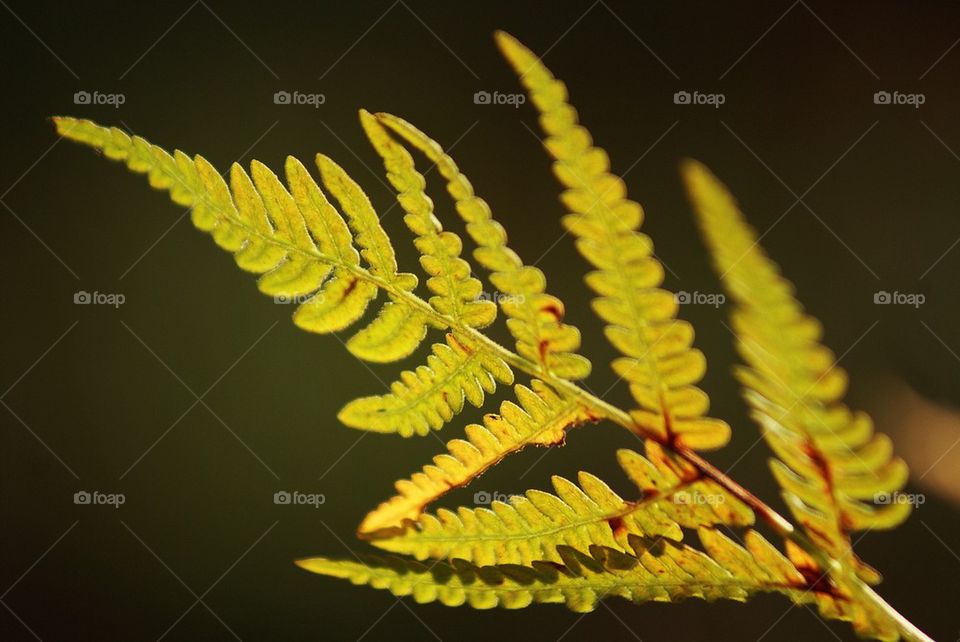 Fern