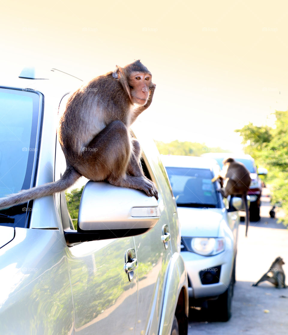 Monkeys sitting​ on the car mirror.