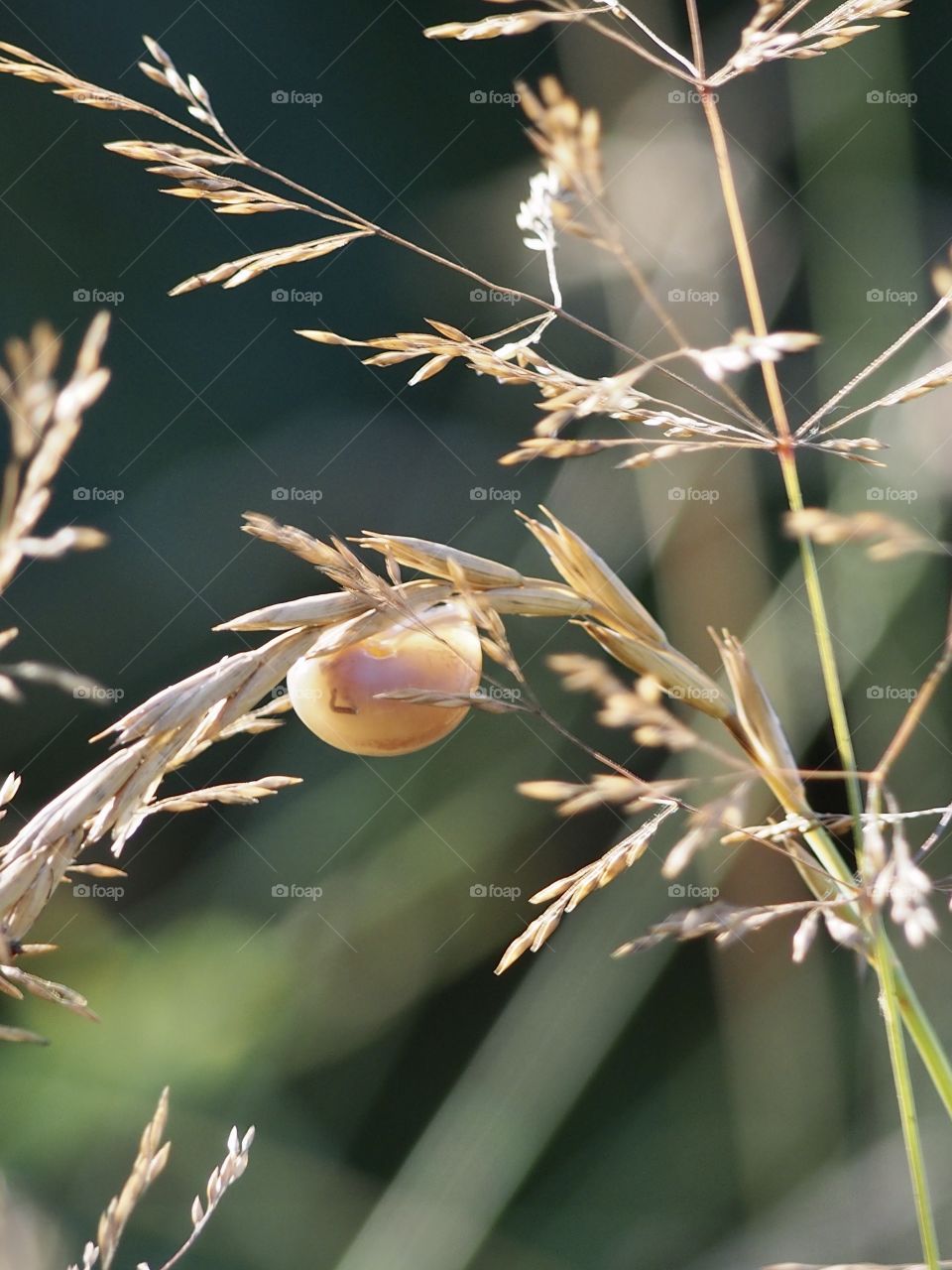 Snail on the grass