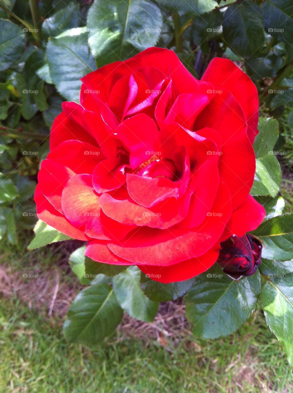 Red rose, spring time