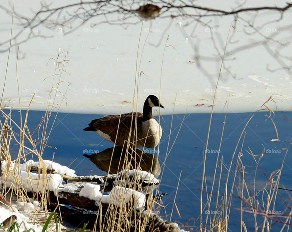 Geese in Central Park. Winter scene in Central Park with geese