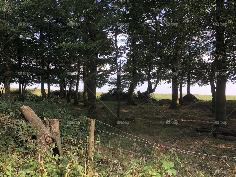 A rather lovely countryside shot of the sun peeping through the trees, that cements the photo.