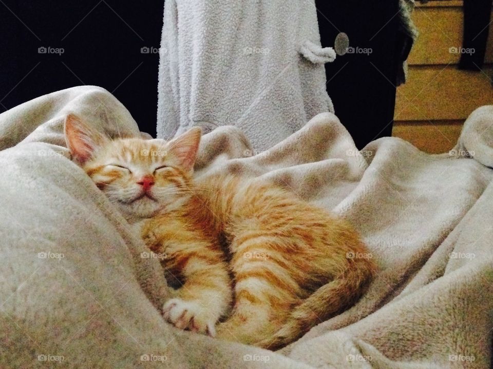 Sleeping kitten