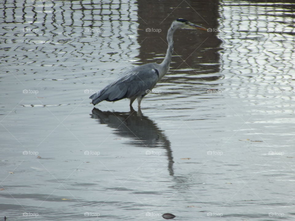 A Heron Hunting