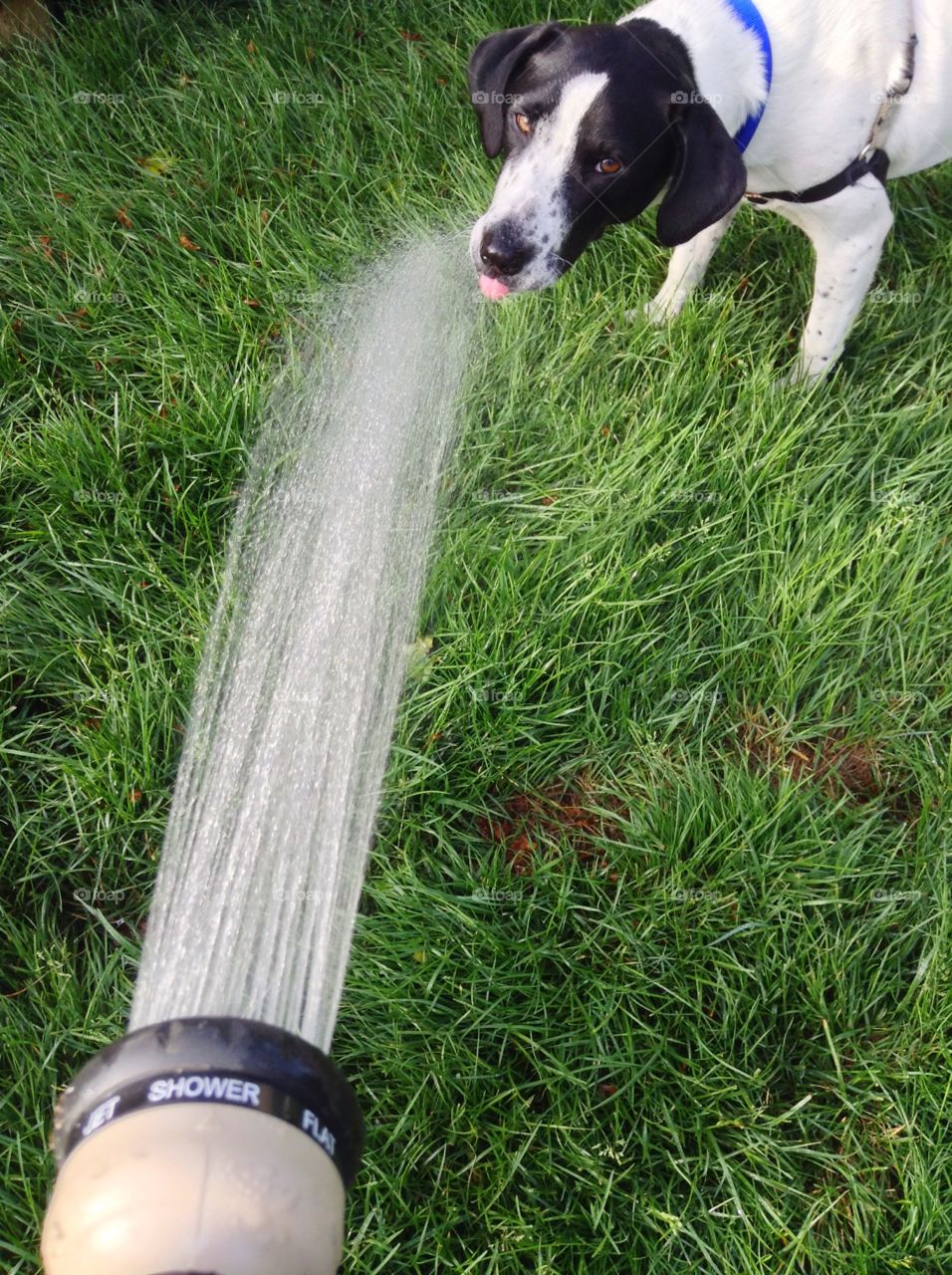 Dog drinking from hose. Dog drinking from hose. Can't get enough water!