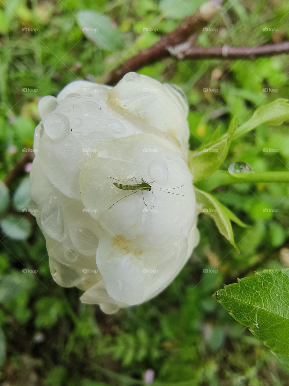 White roses in Chulu Ranch
