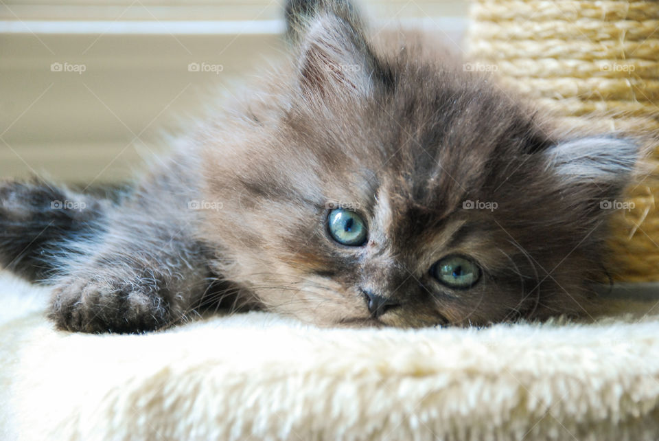 Close-up of cute kitten