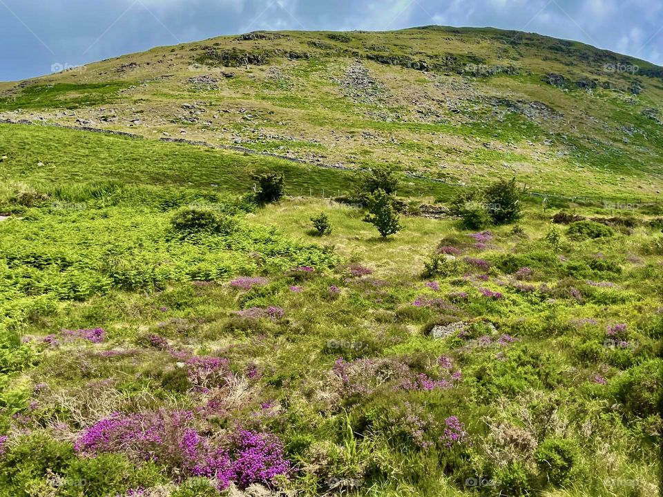 Purple flowers dot the landscape along a switchback in the Mourne Mountains of Northern Ireland.