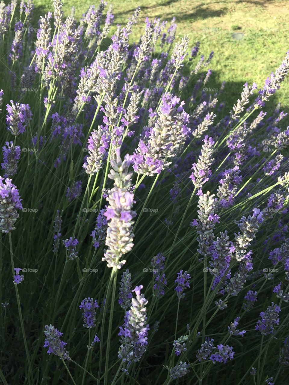 Sun playing with lavender bouquet