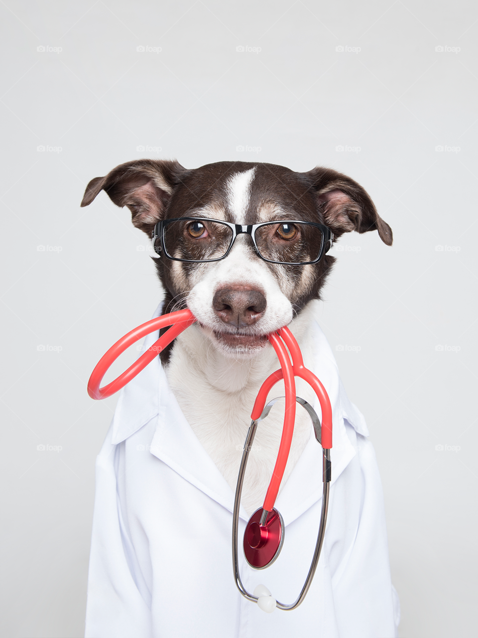 Dog in doctor costume 