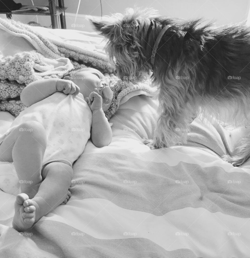 First intriguing moment a Yorkshire terrier meets the new member of the family!