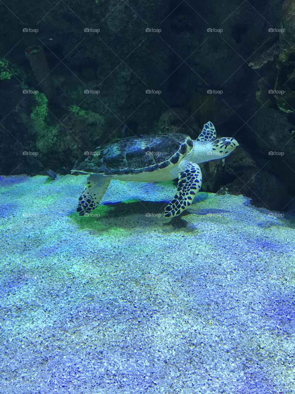 Turtle inside the aquarium swimming in the tank