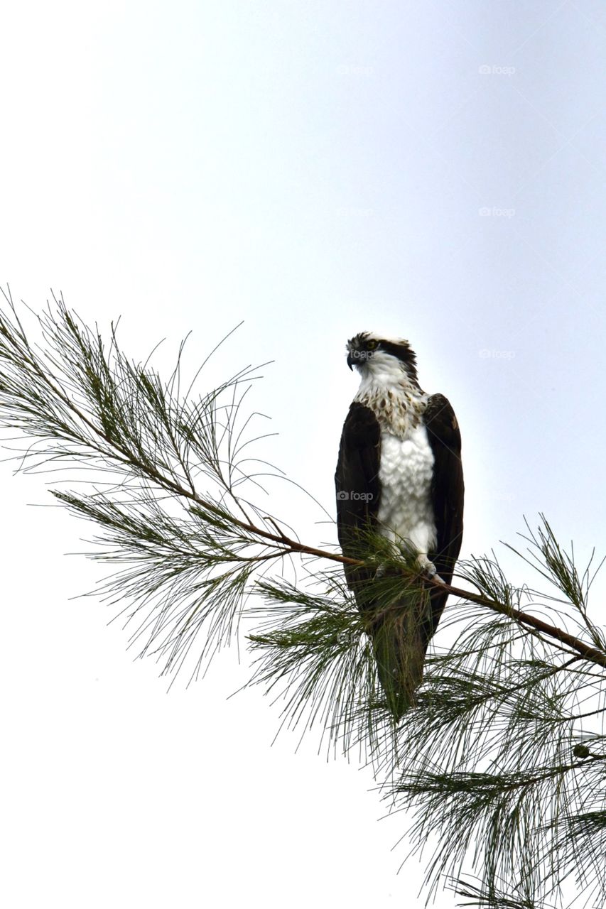 Osprey