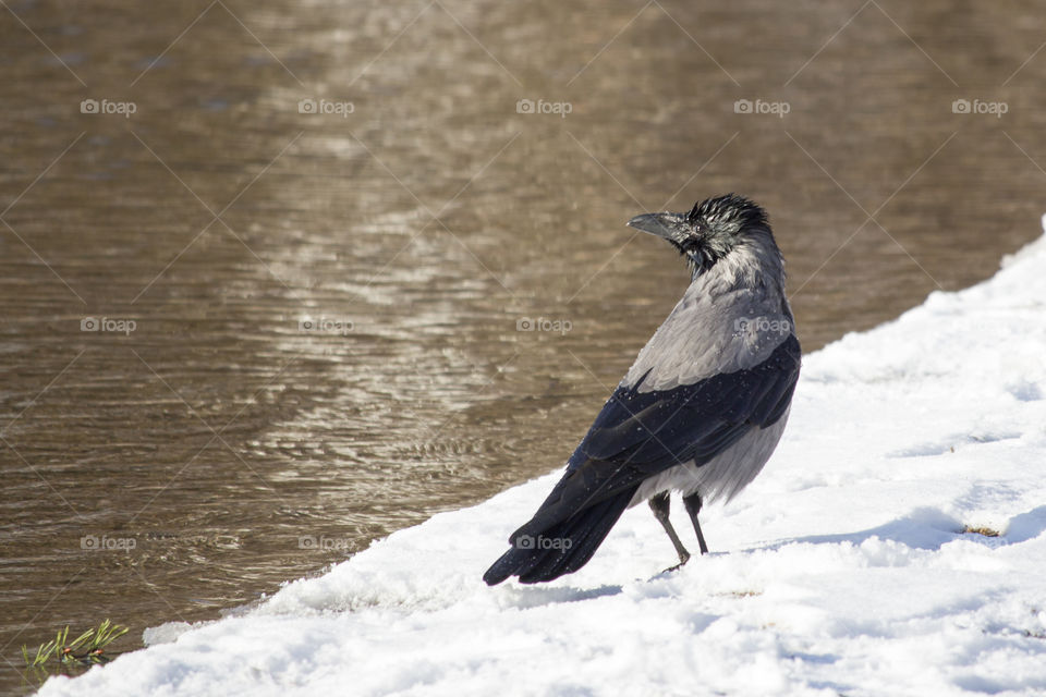 Hooded crow on snow near river