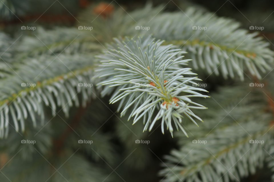 pine branch