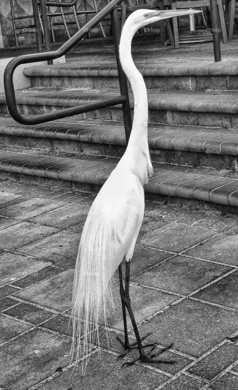 A visit from an Egret 
Clearwater beach, FL  
May, 2013
