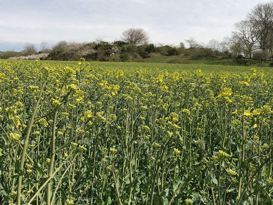 Field, Landscape, Agriculture, Rural, Nature