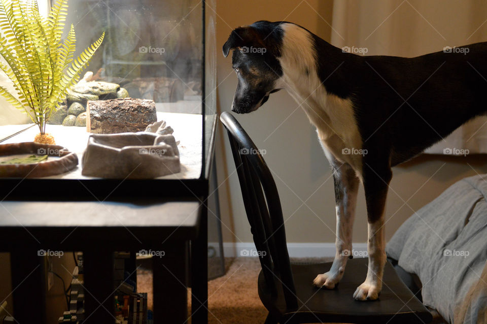 Lifestyle shot of a mixed breed terrier dog on a chair looking into an aquarium tank at a pet lizard