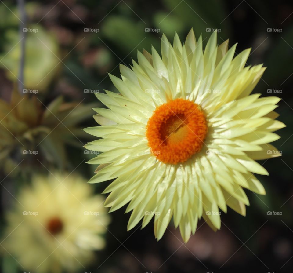 The natural beauty of a paper daisy