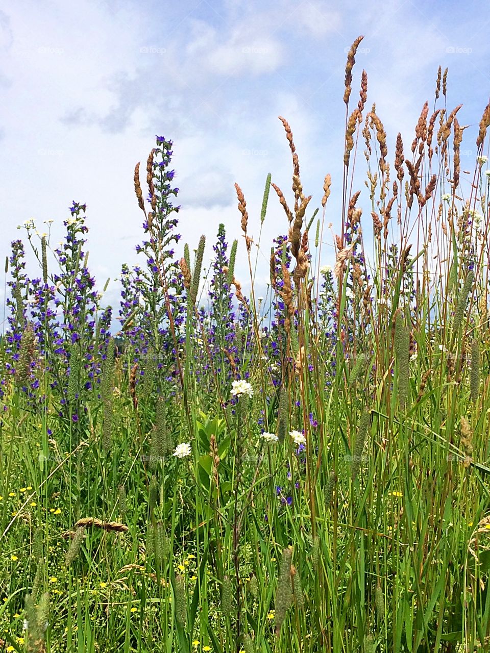 Field flowers 