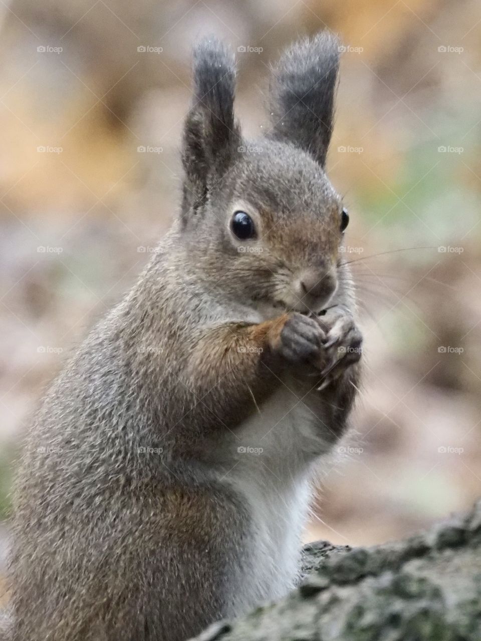 Squirrel